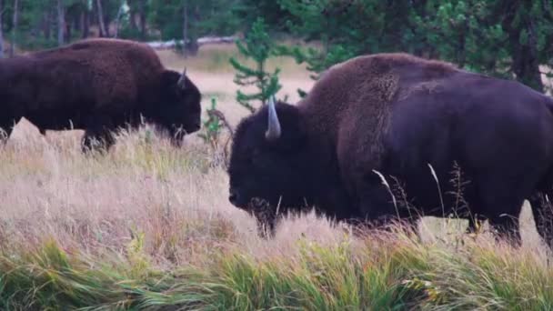 Bizonlar Yellowstone Ulusal Parkı Ndaki Bir Nehir Kıyısında Otluyor — Stok video