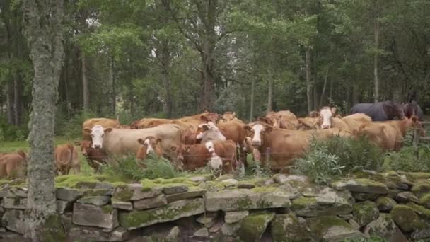 Μια Ομάδα Αγελάδων Που Στέκονται Μαζί Στριμωγμένες Δίπλα Ένα Μικρό — Αρχείο Βίντεο