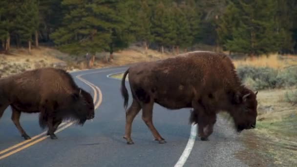 Buffalo Bison Cross Road Creating Traffic Jam Visitors Yellowstone National — Stock Video