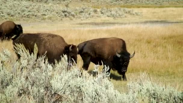 Buffalo Bison Foraging Valleys Yellowstone National Park — Stockvideo