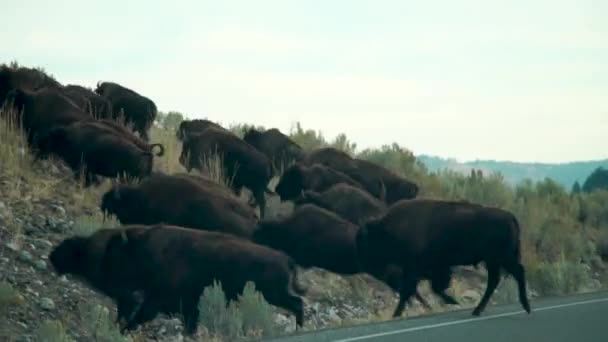 Flock Buffalo Bison Laddar Upp Vall — Stockvideo