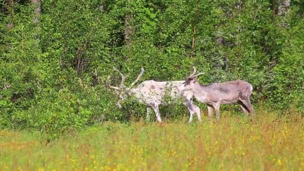 Reindeers Browsing Edge Swedish Forest — стоковое видео