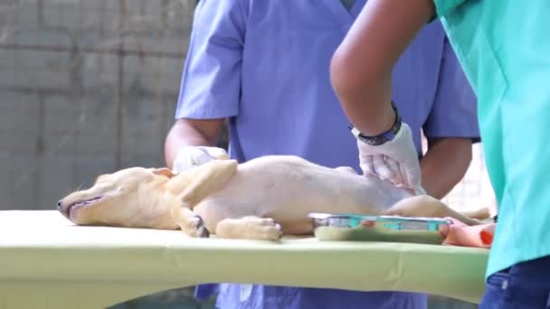 兽医正在给狗做剖腹手术的狗 — 图库视频影像