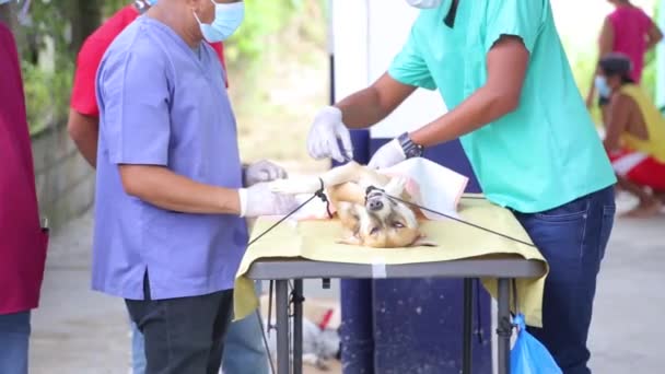 一群兽医给一只狗做了剖腹手术 — 图库视频影像