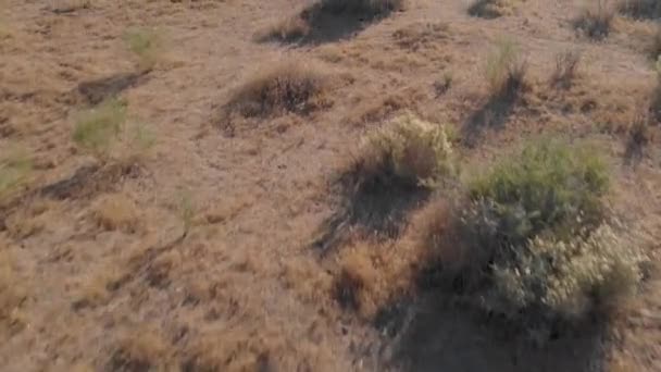 Flying California Desert Landscape Revealing Joshua Trees National Park Aerial — Video Stock