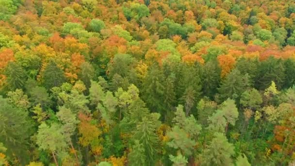 空中无人机拍摄的绚丽的秋天色彩4K — 图库视频影像