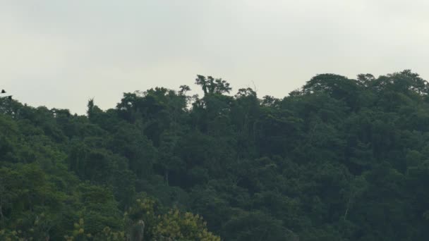 Flock Scarlet Macaw Flying Tree Tops Costa Rica Rainforest — стокове відео