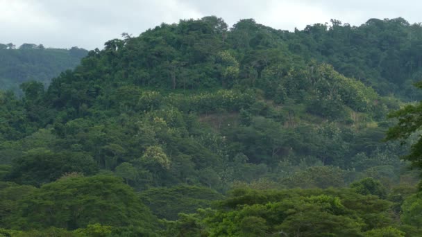 Costa Rica Rainforest Mountains White Birds Flying Landscape — Wideo stockowe