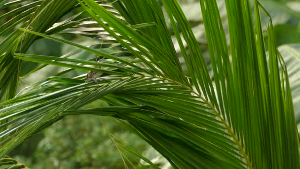在哥斯达黎加热带雨林中央的一棵棕榈树上 鲁菲斯 雷恩从树枝上逃跑 — 图库视频影像