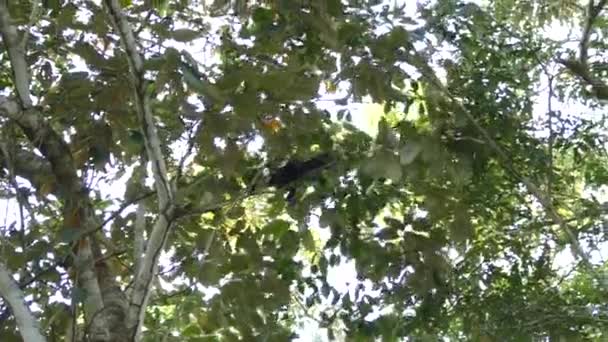 Dişi Uluyan Maymun Kosta Rika Yağmur Ormanlarındaki Ağaç Tepelerinde Sırtına — Stok video