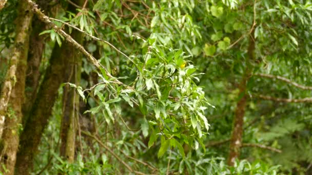 コスタリカの緑豊かな森林の枝に美しい小さな黄色の鳥が飛び立つ前に — ストック動画