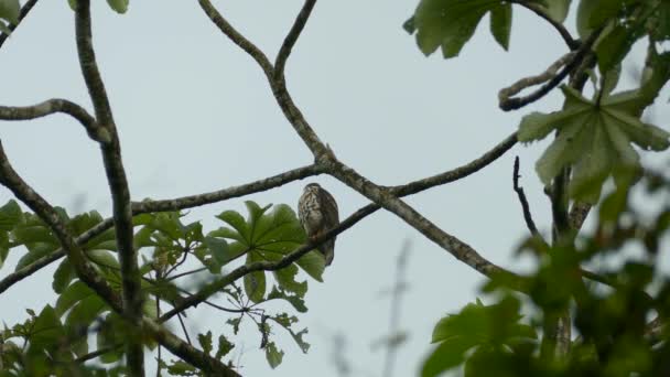 Prachtige Hawk Een Tak Het Midden Van Evergreen Bossen Van — Stockvideo