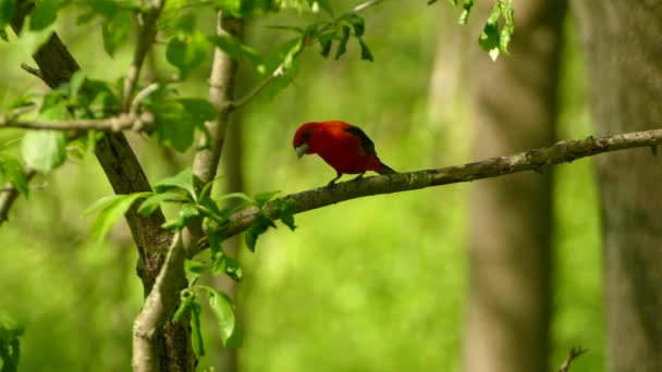 Scarlet Tanager Πουλί Προσπαθεί Φάει Σφάλματα Όπως Πετούν Από Πριν — Αρχείο Βίντεο