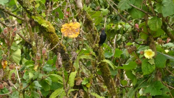 Pic Maïs Picorant Sur Une Branche Arbre Mousseux Avant Prendre — Video