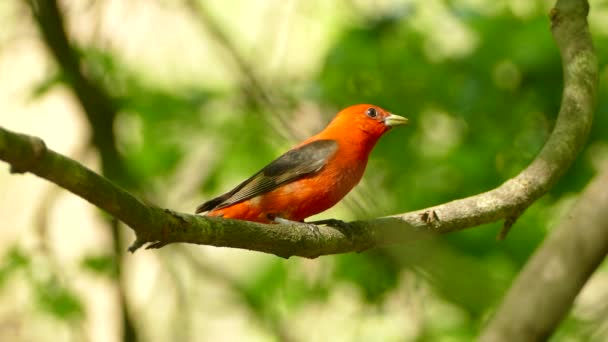 Superbe Tanager Écarlate Rouge Perché Sur Une Branche Dans Forêt — Video