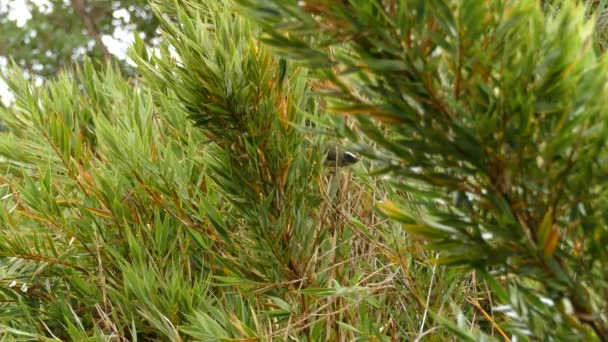 Pinselvogel Flüchtet Aus Dem Dichten Unterholz Eines Waldstücks Costa Rica — Stockvideo