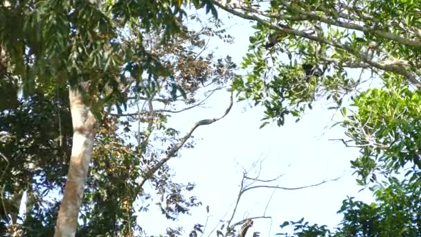 여름철에 파나마에서 무리를 이룬하 몽키가 휴식을 취하고 나무에 오르는 — 비디오
