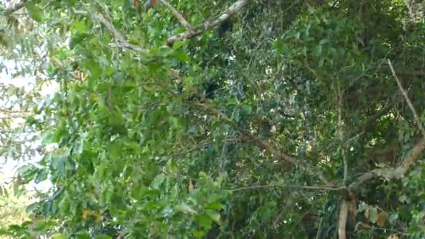 Сім Мантінг Хаулер Мавп Скелелазіння Дереві Джунглях — стокове відео