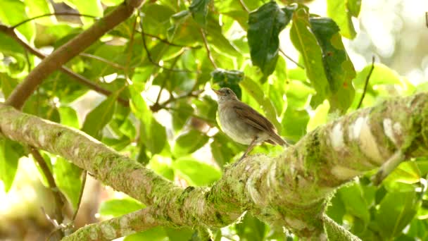 Thrush Bird Perched Majestically Leafy Branch Costa Rica Forest — стокове відео