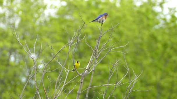 Eastern Mountain Bluebird American Goldfinch Sentados Galhos Floresta Dois Pássaros — Vídeo de Stock