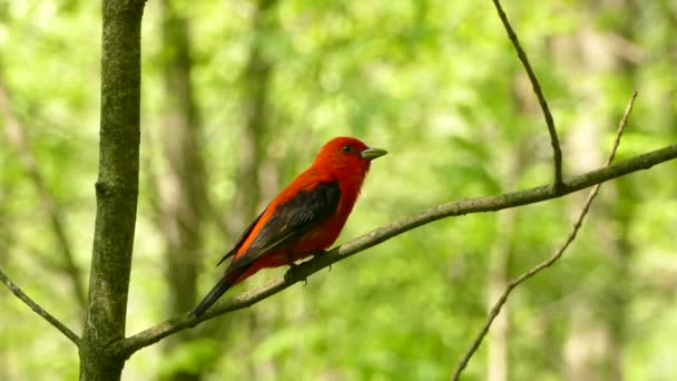 Scarlet Tanager Απογειώνεται Από Ένα Κλαδί Στη Μέση Του Δάσους — Αρχείο Βίντεο