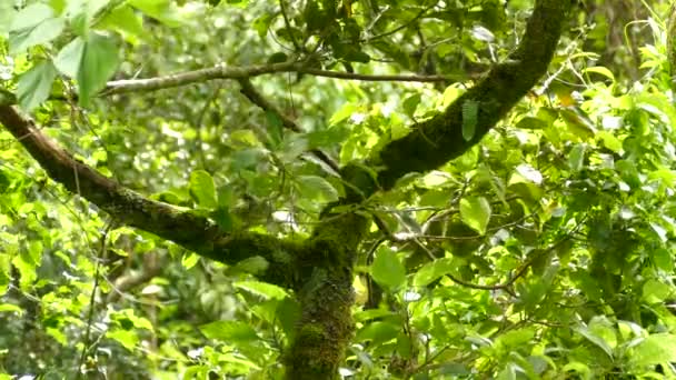 Mignon Oiseau Agile Rapide Rebondissant Sur Branche Moussue Arbre Milieu — Video