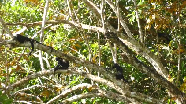 Mère Mantelé Howler Singe Avec Bébé Singe Sur Dos Grimpant — Video