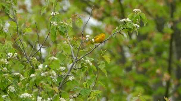 Colorful Yellow Bird Sitting Branch Rain Forest American Yellow Warbler — Stock Video