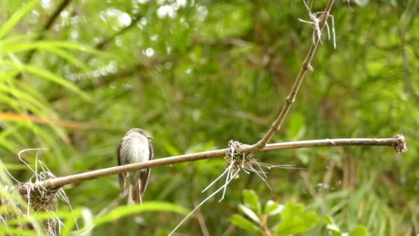 Pheobe Bird Flycatcher Taking Flight Returning Branch Middle Palm Trees — Stock Video