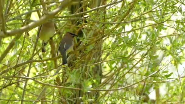 Zwei Zedernwachsvögel Flüchten Von Weidenzweigen — Stockvideo