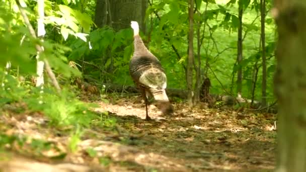 Wilde Truthähne Laufen Wald Mit Flatternden Flügeln Und Schauen Sich — Stockvideo