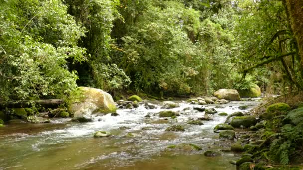 코스타리카의 강우림 가운데로 흐르는 아름다운 — 비디오