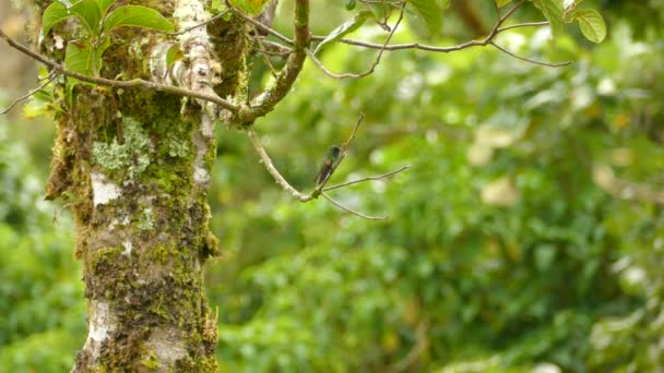 Rufous Tailed Hummingbird Perched Small Branch Middle Rainforest Costa Rica — Αρχείο Βίντεο