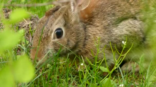 Super Close Shot Brown Rabbit Eating Grass — Stock Video