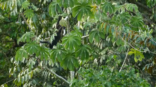 Mantled Howler Scimmia Appeso Testa Giù Nell Albero Mangiare Frutti — Video Stock