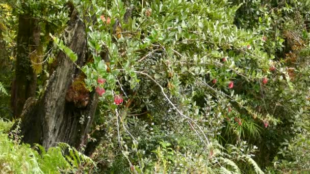 Common Exotic Bird Taking Flight Tree Covered Red Flowers Costa — стокове відео