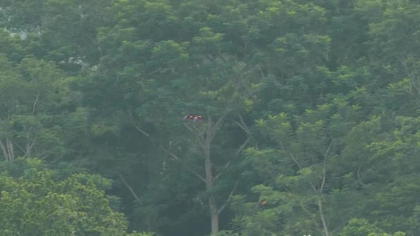 Scarlet Macaw Vola Attraverso Linea Degli Alberi Della Costa Rica — Video Stock