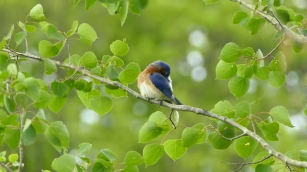 East Mountain Bluebird Sitzt Auf Einem Ast Und Reinigt Federn — Stockvideo
