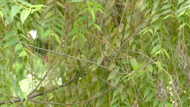 Yellow Green Vireo Taking Flight Leafy Tree Branches Middle Costa — Stok video