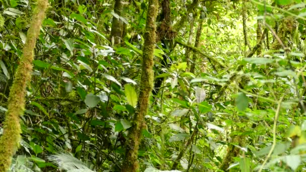 Small Bird Flying Jungle Greenery Costa Rica — ストック動画