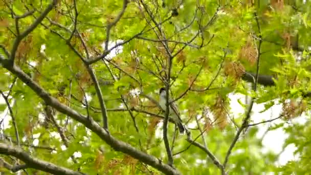 Grande Apanhador Moscas Tirano Sentado Galho Árvore Eastern Kingbird Sentado — Vídeo de Stock