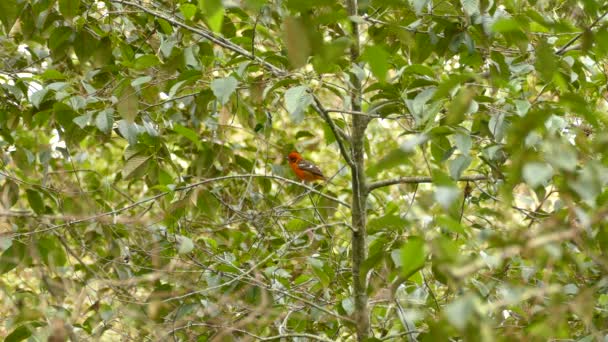 Orange Crowned Oriole Bertengger Pohon Berdaun Panama — Stok Video