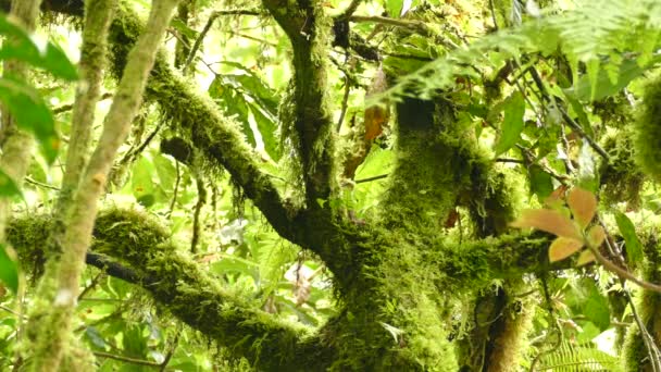 Όμορφα Βρύα Κλαδιά Του Δέντρου Ένα Πουλί Που Ελπίζει Γύρω — Αρχείο Βίντεο