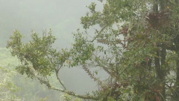 Foggy Morning Panama Watching Bird Fly Tree Branches — Video