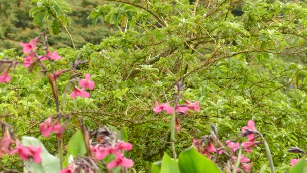 Rufous Kragensperling Umgeben Von Rosa Blüten Mitten Unterholz Des Costa — Stockvideo