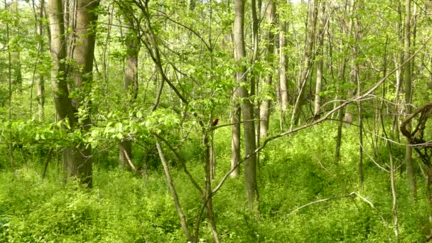 Tanager Escarlata Encaramado Rama Medio Del Bosque Verde Soleado Tiro — Vídeo de stock