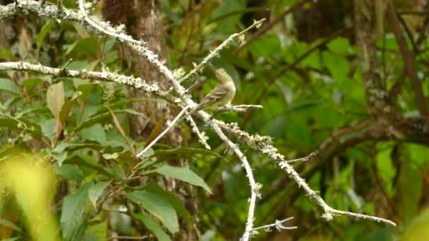 Tanager Couleur Olive Oiseau Similaire Prenant Son Envol Partir Une — Video