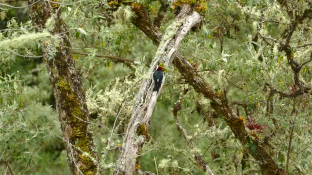 코스타리카에서 통나무를 천천히 올라가는 — 비디오