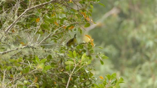 Yellow Green Vero Perched Leafy Green Branches Costa Rica — Vídeo de Stock