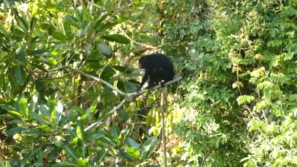 Satu Monyet Mantera Howler Memanjat Sebuah Batang Pohon Besar Sementara — Stok Video